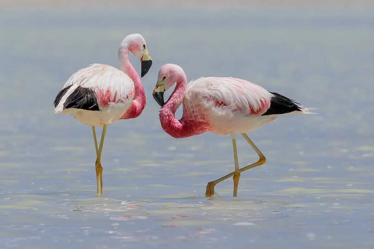 flamant des andes