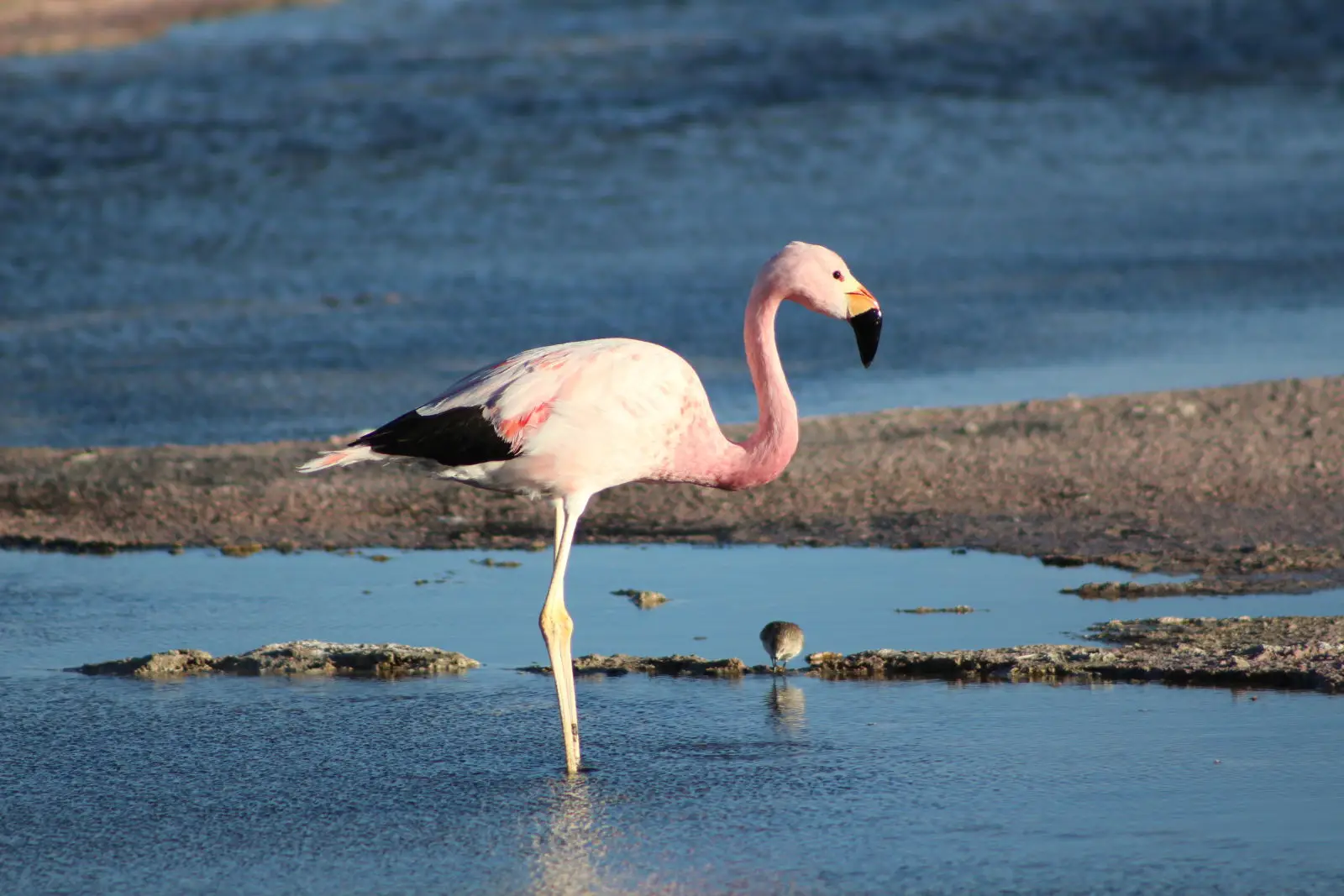 flamant des andes
