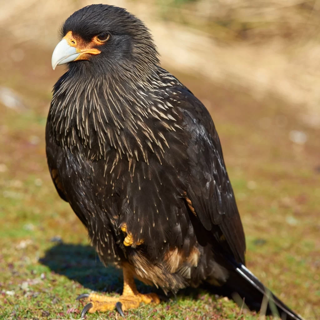 Caracara austral appelé aussi carancho noir