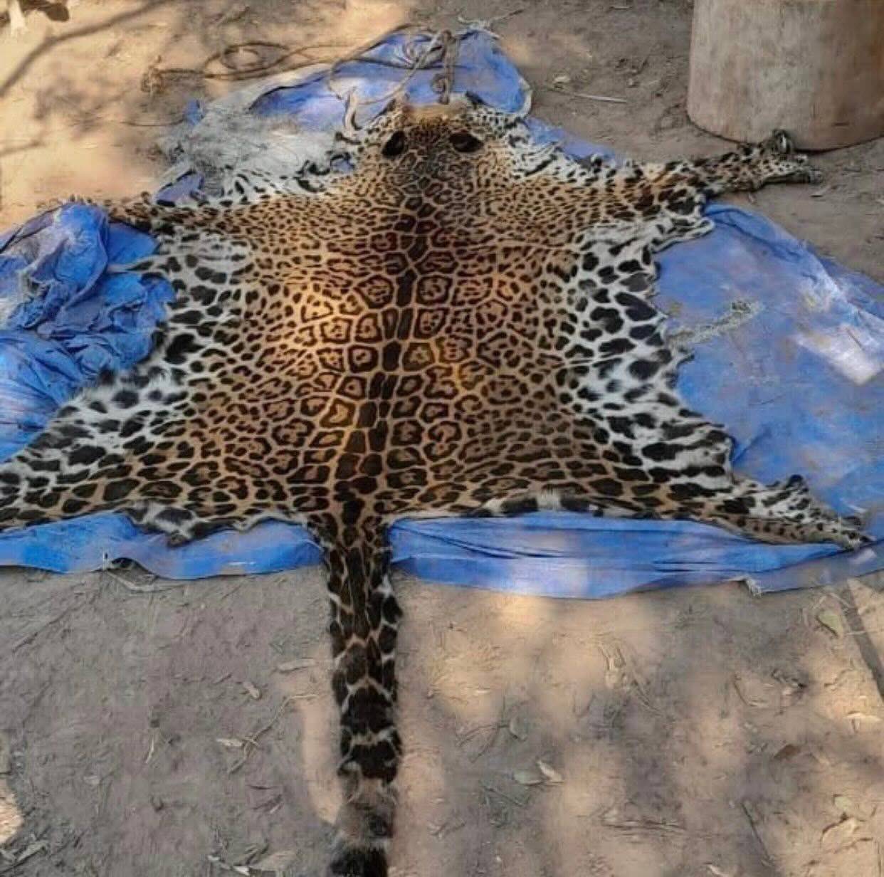 Une peau de jaguar issue du braconnage