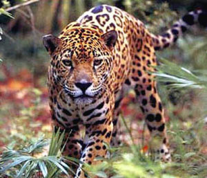 jaguar-argentine-2
