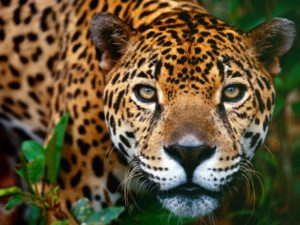 jaguar-argentine-3