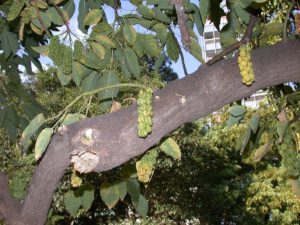 Un Phytolacca dioic ou arbre ombú d'Argentine