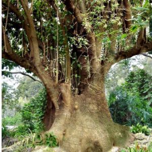 Phytolacca dioic arbre Ombú
