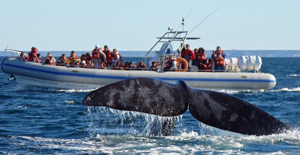 Queue de baleine observée à Peninsule Valdés
