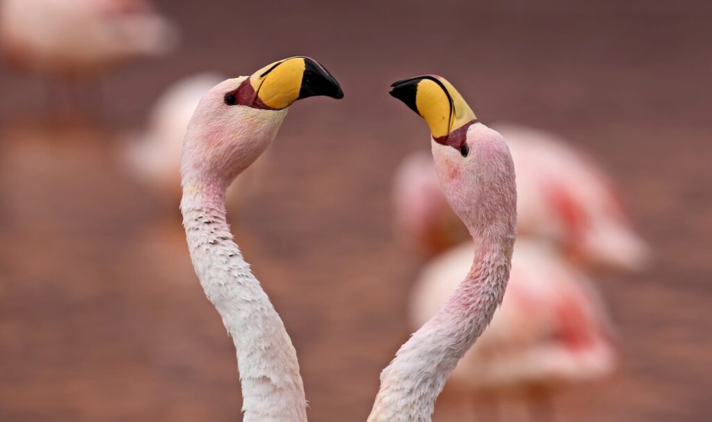 couple de flamants de james