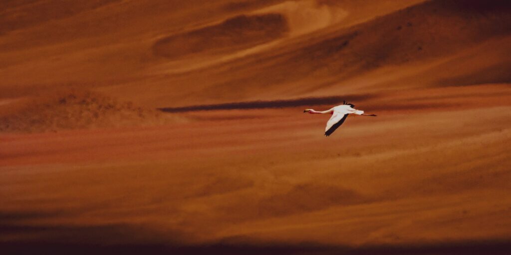 Le Flamant de James ou Parina Chica