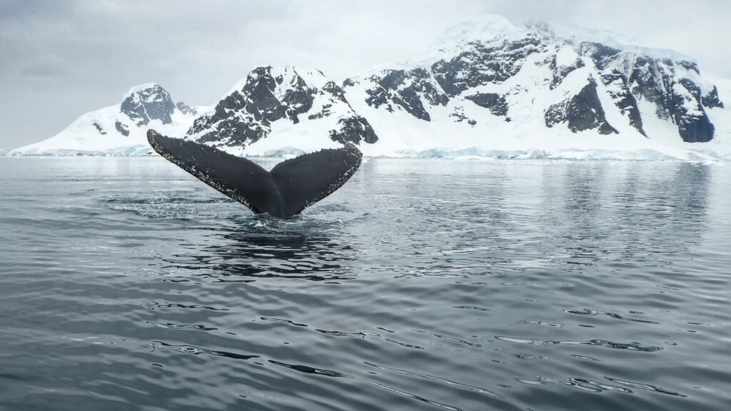 baleine en Antarctique