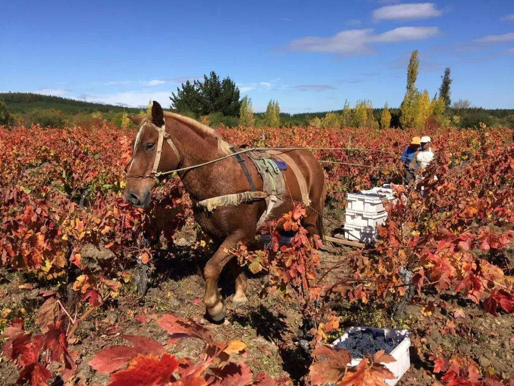 Ramassage du raison dans un vignoble de Colchagua