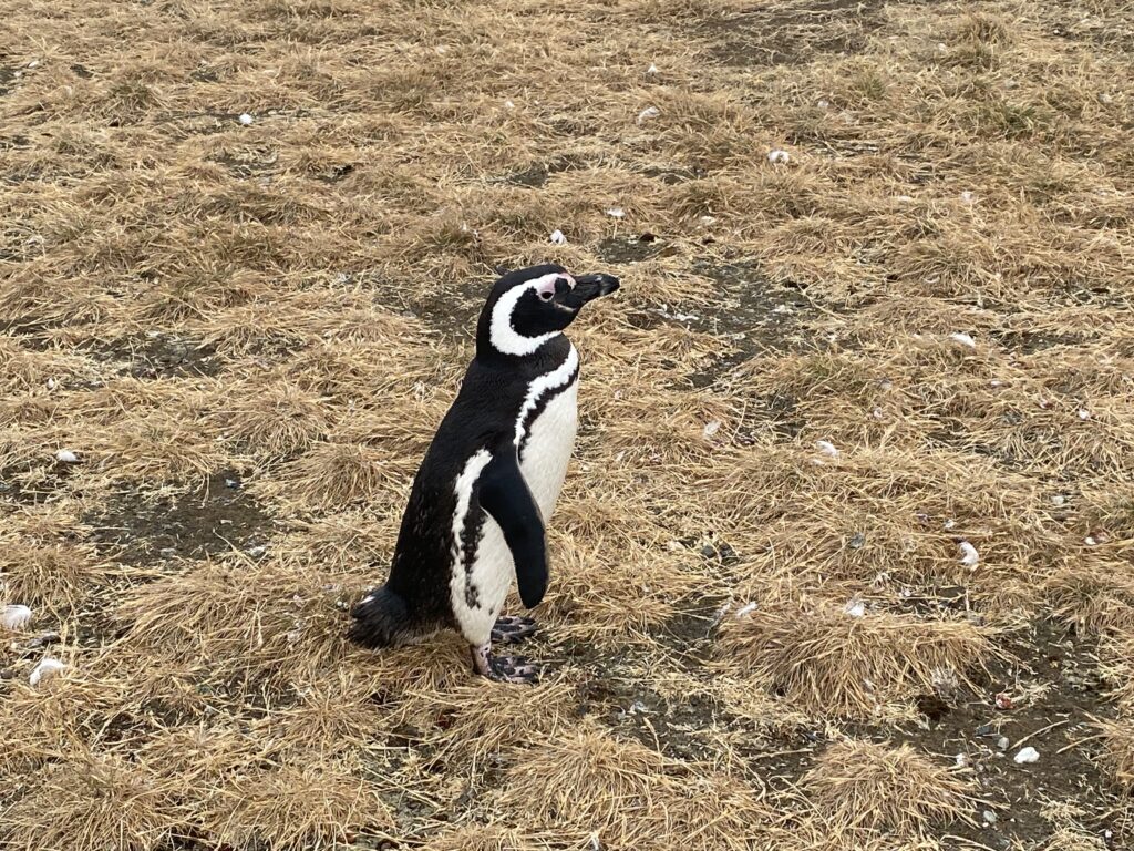 Voyage de trois semaines en Patagonie